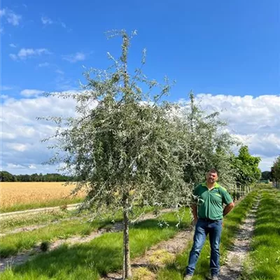 Sol 20-25 Nr. 22.97C 1500 - Hängende Wildbirne - Pyrus salicifolia 'Pendula' - Collection