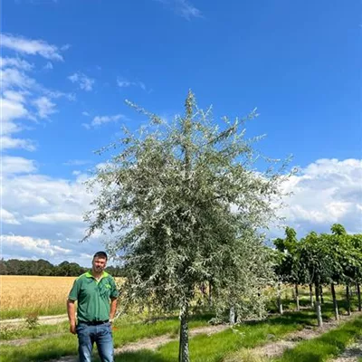 Sol 20-25 Nr. 98C 1800 - Hängende Wildbirne - Pyrus salicifolia 'Pendula' - Collection