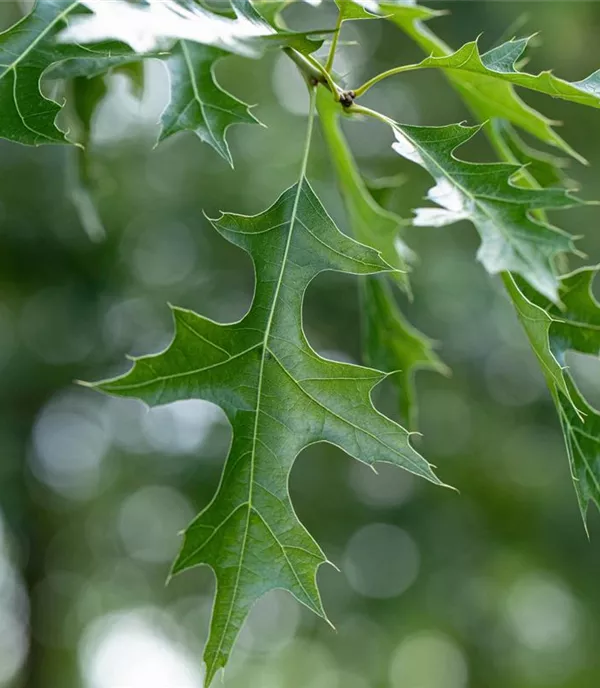 Quercus coccinea - Collection