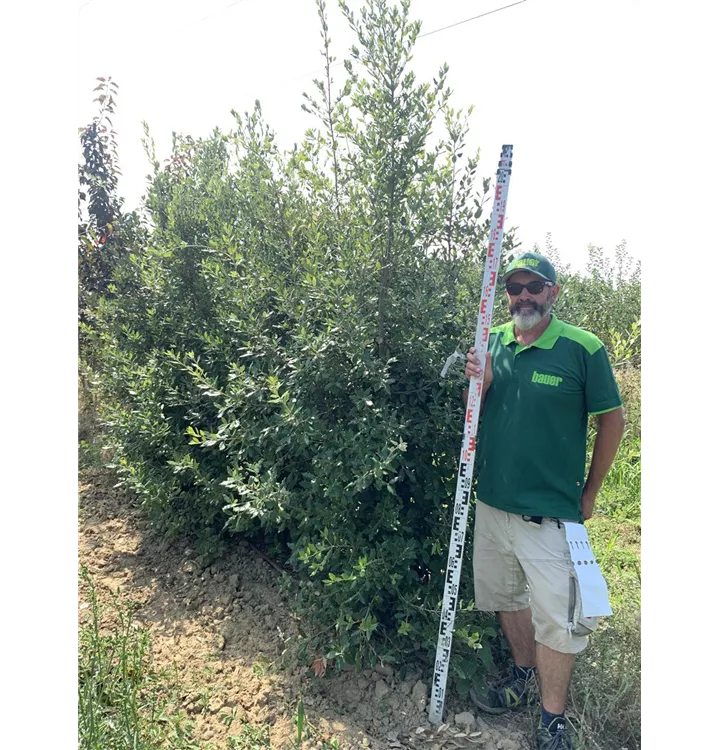 Stein-Eiche - Quercus ilex - Collection