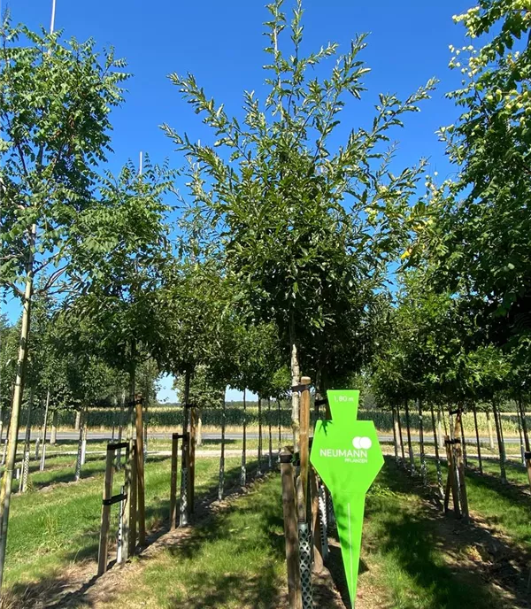 Quercus imbricaria - Collection