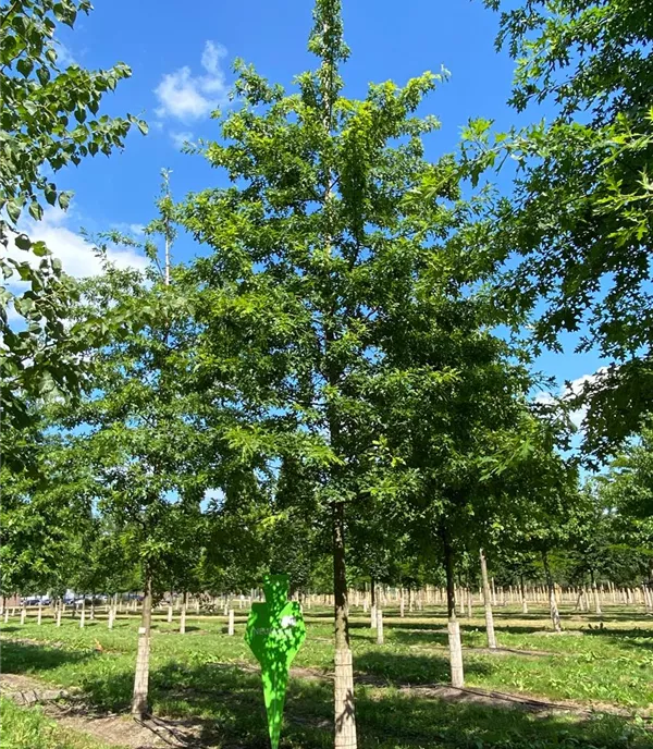 Quercus palustris - Collection