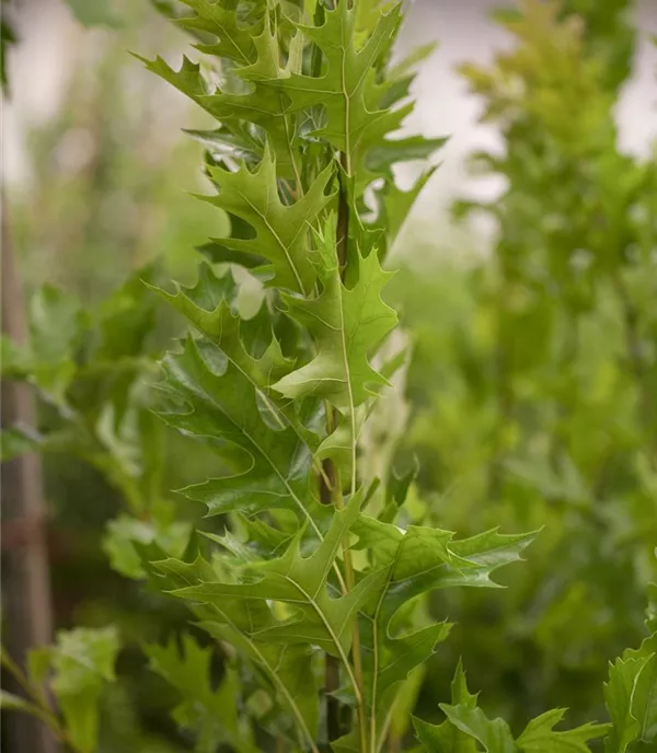 Quercus palustris 'Green Pillar' -R- - Collection