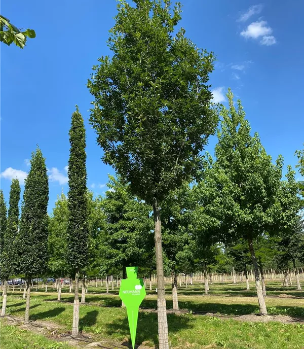 Quercus petraea 'Fastigiata' - Collection