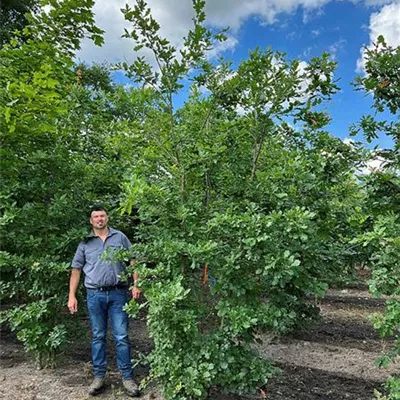 Sol 150 - 200 x 350 - 400 - Stieleiche - Quercus robur - Collection