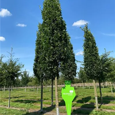 Sol Baum 5xv mDb 25- 30 - Säuleneiche - Quercus robur 'Fastigiata Koster' - Collection