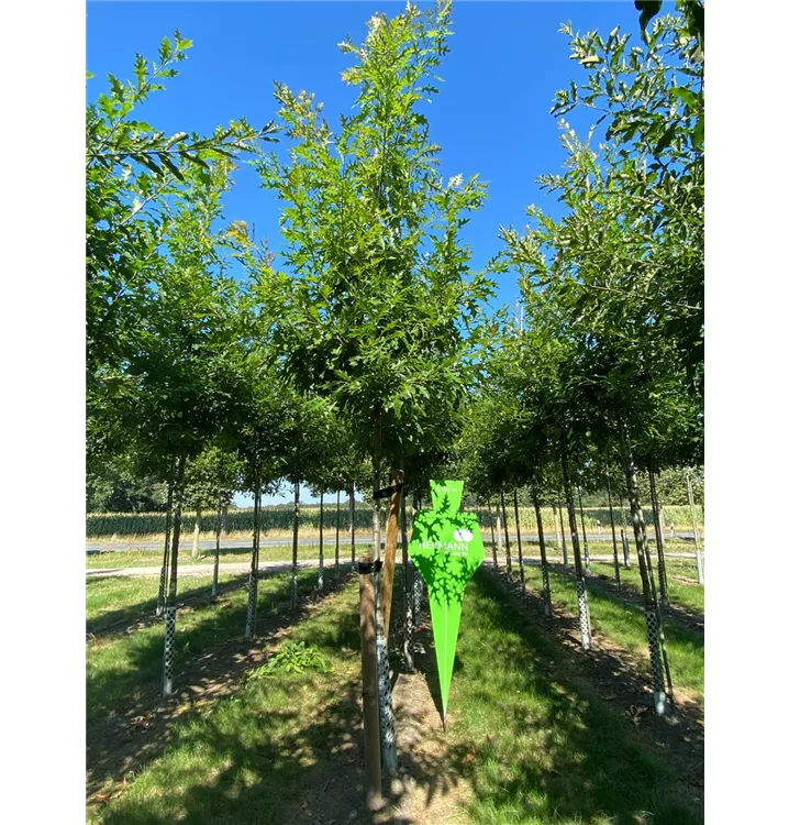 Texas-Eiche 'New Madrid' - Quercus texana 'New Madrid' - Collection