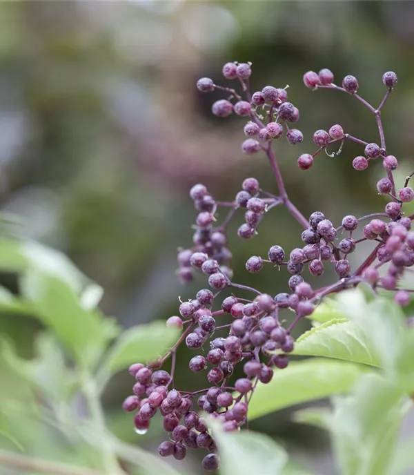 Sambucus nigra - Collection