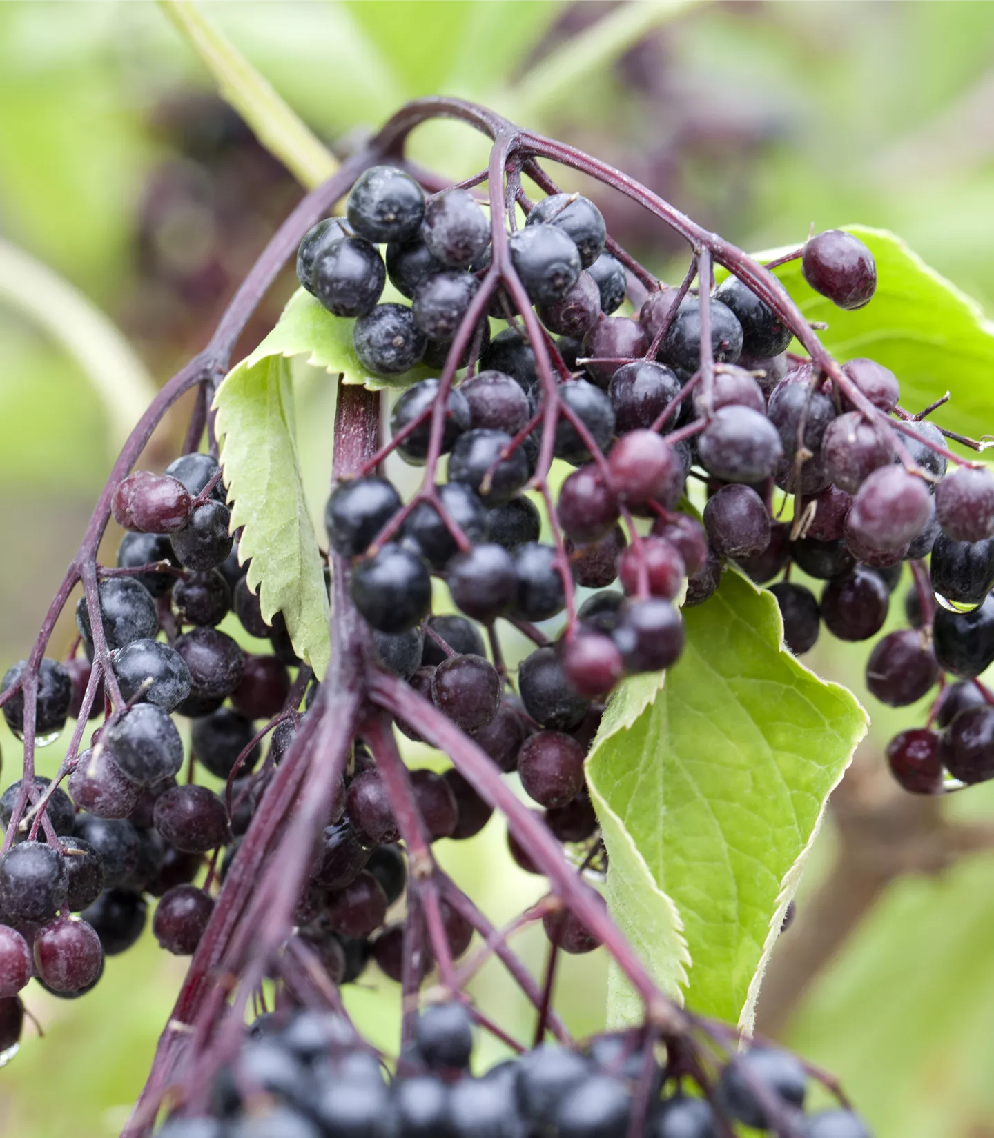 Sambucus nigra 'Haschberg' - Collection