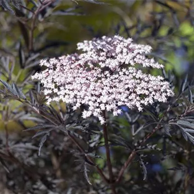 mB 60- 80 - Schwarzer Holunder 'Black Lace' -R--S- - Sambucus nigra 'Black Lace' -R--S- - Collection