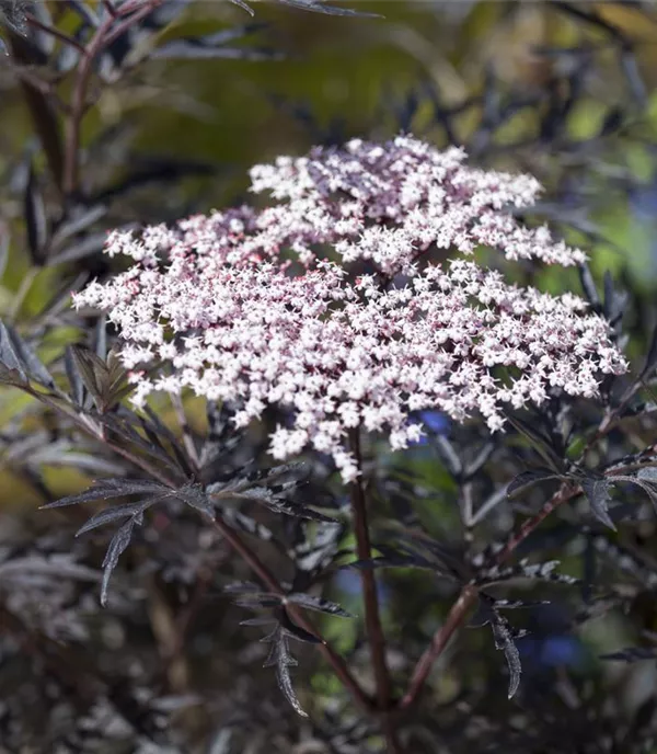 Sambucus nigra 'Black Lace' -R--S- - Collection