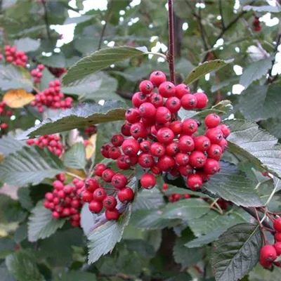 vHei ab 6 cm Umfang mB 200- 250 - Großlaubige Mehlbeere - Sorbus aria 'Magnifica' - Collection