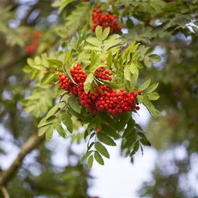 vHei ab 6 cm Umfang mB 150- 200 - Eßbare Eberesche - Sorbus aucuparia 'Edulis' - Collection