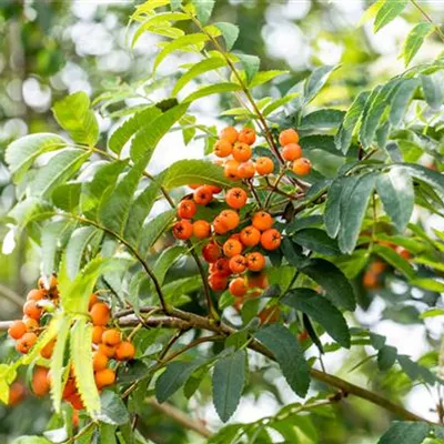 vHei ab 6 cm Umfang mB 150- 200 - Pyramiden-Eberesche - Sorbus aucuparia 'Fastigiata' - Collection