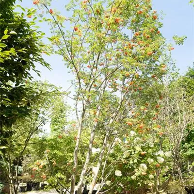 MB 500-600 309.71 WA 68A 1480 - Gewöhnliche Eberesche - Sorbus aucuparia - Collection