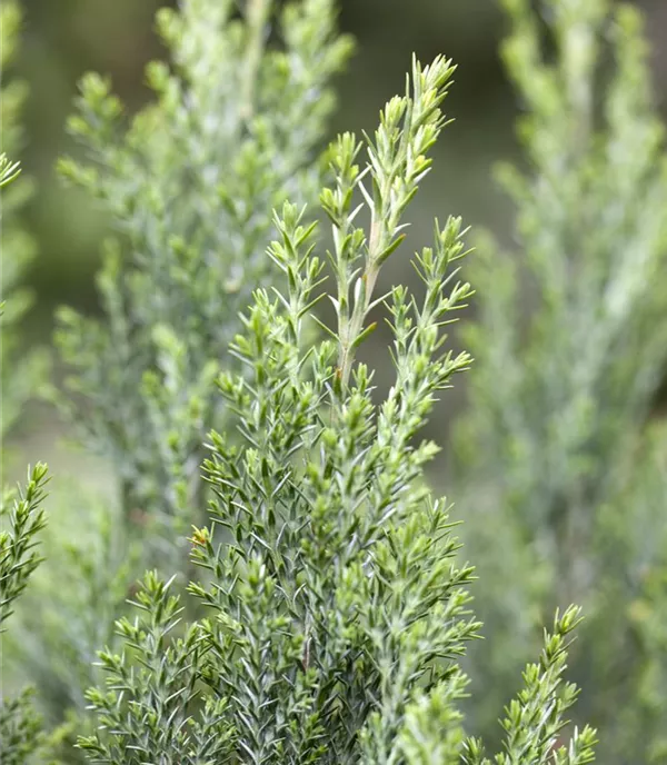 Chamaecyparis lawsoniana 'Ellwoodii'