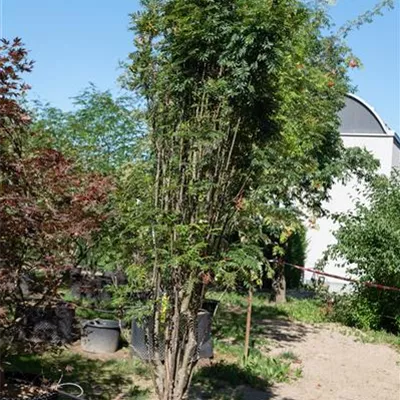 MB 39C 275-300 313.247 WA 1390 - Eberesche 'Autumn Spire' -R- - Sorbus aucuparia 'Autumn Spire' -R- - Collection