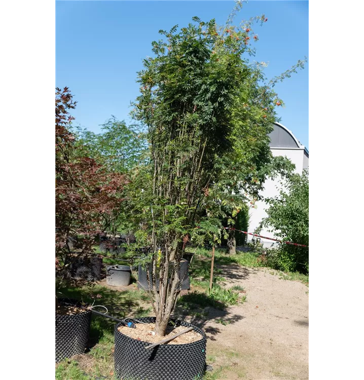 Eberesche 'Autumn Spire' -R- - Sorbus aucuparia 'Autumn Spire' -R- - Collection