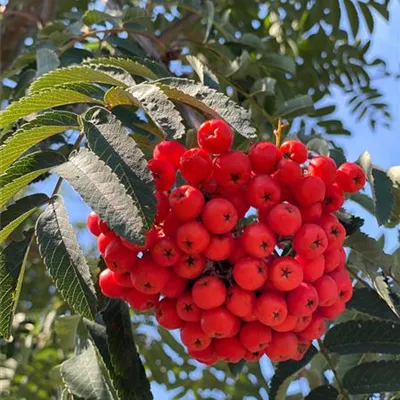 H 3xv mDb 16- 18 - Eberesche 'Sheerwater Seedling' - Sorbus aucuparia 'Sheerwater Seedling' - Collection