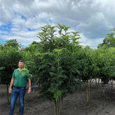 Sol 150 - 200 x 300 - 350, Nr. 39C 1500 verkauft - Eberesche 'Dodong' - Sorbus 'Dodong' - Collection