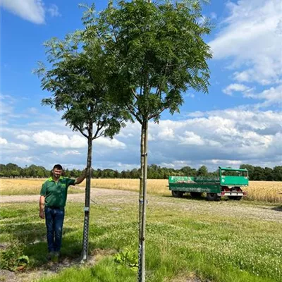 Hochstamm 20-25 Nr. 100C 1428 - Eberesche 'Dodong' - Sorbus 'Dodong' - Collection