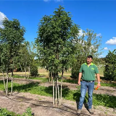 Sol 100-150 x 300-350 Nr. 7C 2000 - Speierling - Sorbus domestica - Collection