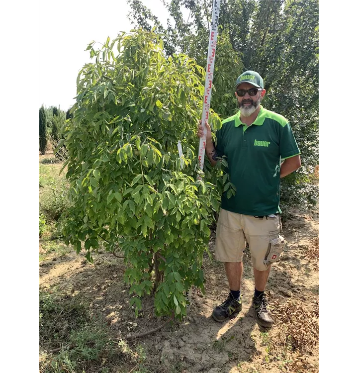 Gemeine Pimpernuss - Staphylea pinnata - Collection