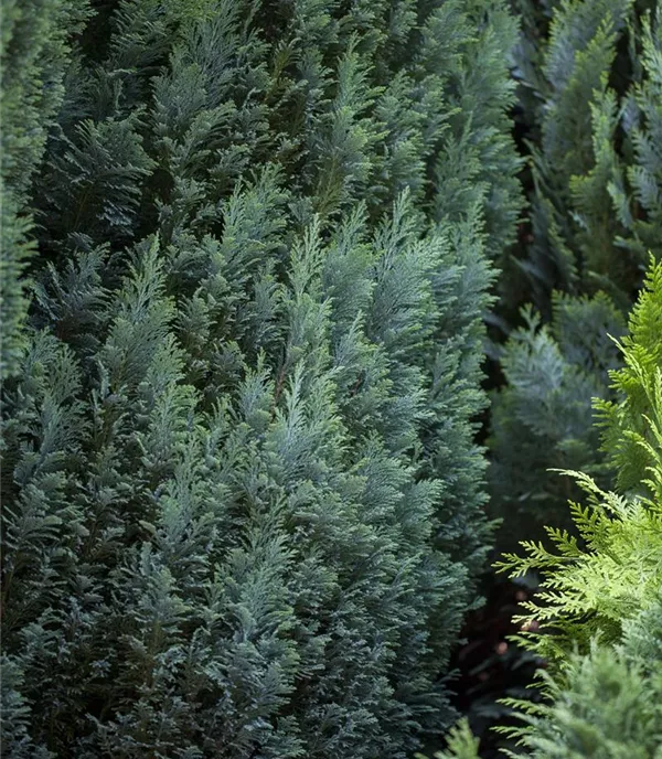 Chamaecyparis lawsoniana 'Ellwood´s Pillar'