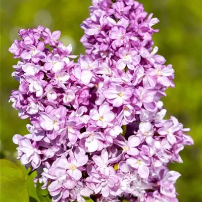 mB 40- 60 - Edelflieder 'Andenken an Ludwig Späth' - Syringa vulg.'Andenken an Ludwig Späth' - Collection