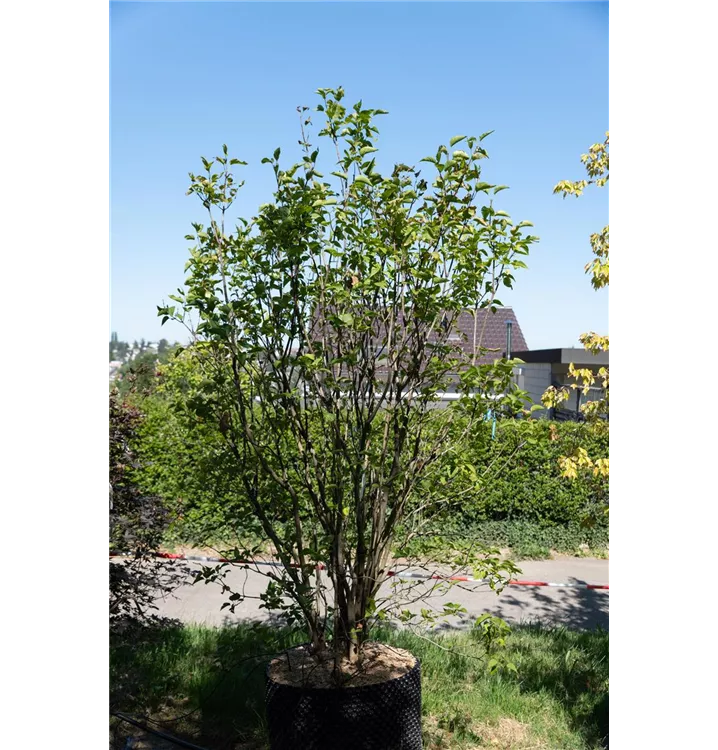 Edelflieder 'Andenken an Ludwig Späth' - Syringa vulg.'Andenken an Ludwig Späth' - Collection