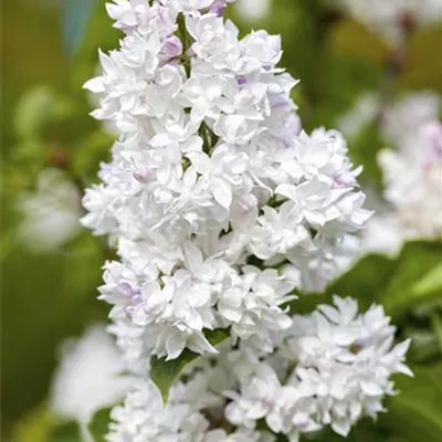 Sol 3xv mB 40- 60 - Edelflieder 'Mme Lemoine' - Syringa vulg.'Mme Lemoine' - Collection