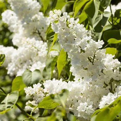 C 3 we 40- 60 - Edelflieder 'Monique Lemoine' - Syringa vulg.'Monique Lemoine' - Collection