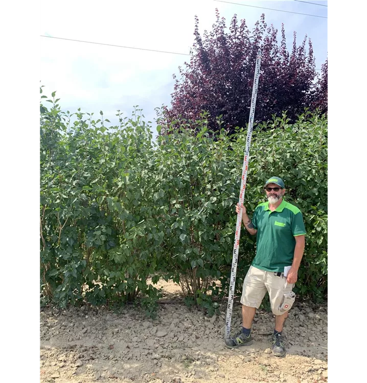 Flieder - Syringa vulgaris 'Madame Lemoine' - Collection