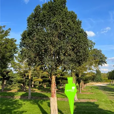 Sol Baum 6xv mDb 45- 50 - Heimische Eibe - Taxus baccata - Collection