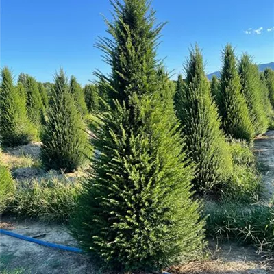 Sol 5xv mDb 100-150 x 200- 250 - Heimische Eibe - Taxus baccata - Collection