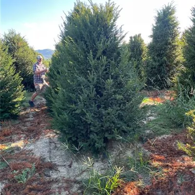 Sol 5xv mDb 100-150 x 300- 350 - Heimische Eibe - Taxus baccata - Collection