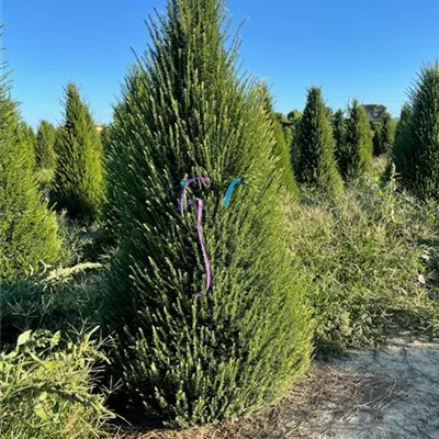 Sol 5xv mDb 125-150 x 200- 250 - Heimische Eibe - Taxus baccata - Collection