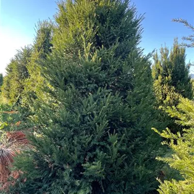 Sol 5xv mDb 150-200 x 275- 300 - Heimische Eibe - Taxus baccata - Collection