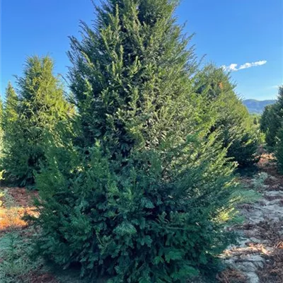 Sol 5xv mDb 150-200 x 300- 350 - Heimische Eibe - Taxus baccata - Collection