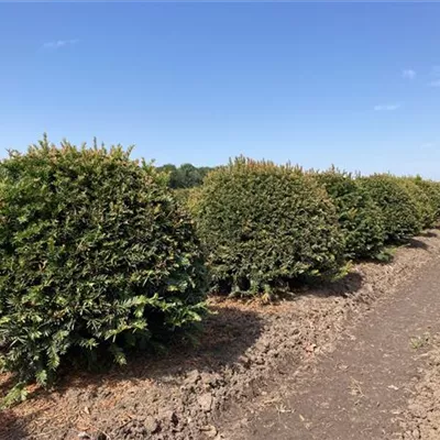 Kugel MB 100cm SM - Heimische Eibe - Taxus baccata - Collection