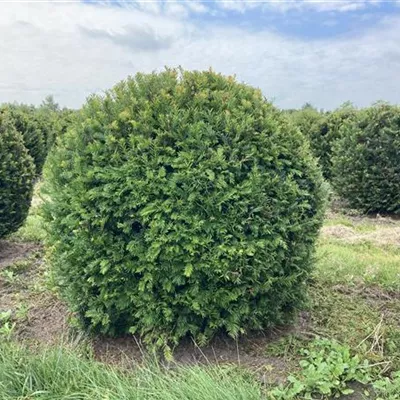 Kugel MB 100cm SM - Heimische Eibe - Taxus baccata - Collection