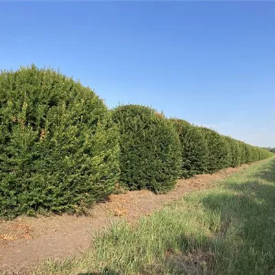 Kugel MB 120cm SM - Heimische Eibe - Taxus baccata - Collection