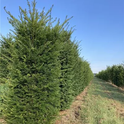 Heckenelement MB 180/, 50x50cm SM - Heimische Eibe - Taxus baccata - Collection