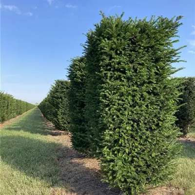 HEB 50-60, 175/200 SM - Heimische Eibe - Taxus baccata - Collection