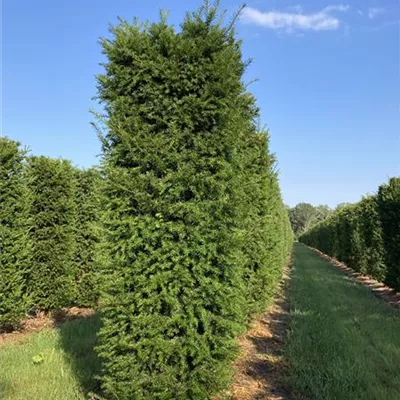 Solitär 631 - Heimische Eibe - Taxus baccata - Collection