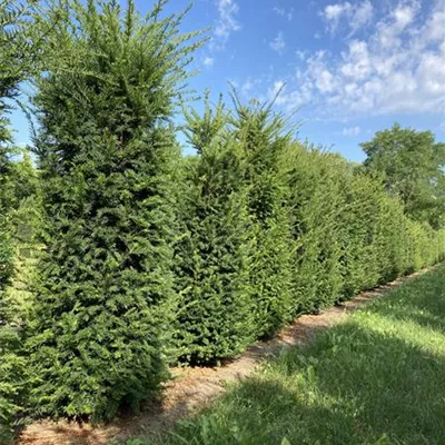 HEB 50-60, 175/200 SM - Heimische Eibe - Taxus baccata - Collection