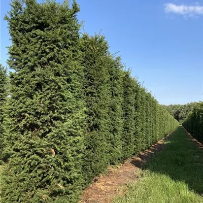 Heckenelement MB 180/, 50x50cm SM - Heimische Eibe - Taxus baccata - Collection