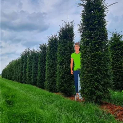 HEB/ 250/275 SM - Heimische Eibe - Taxus baccata - Collection