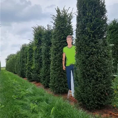 HEB/ 250/275 SM - Heimische Eibe - Taxus baccata - Collection