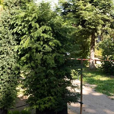 MB 225-250 313.219 WA - Heimische Eibe - Taxus baccata - Collection